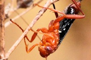 Ichneumon Wasp (Lissopimpla excelsa) (Lissopimpla excelsa)